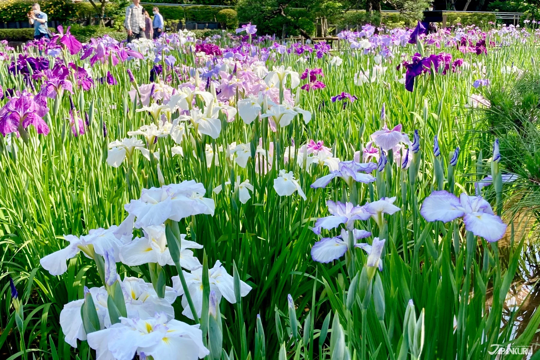 Katsushika Iris Festival