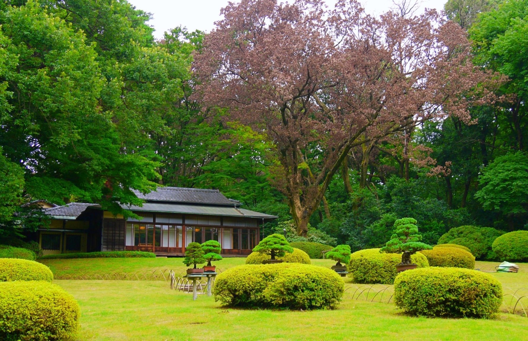 Meiji Jingu Gyoen with Kakuuntei Tea House