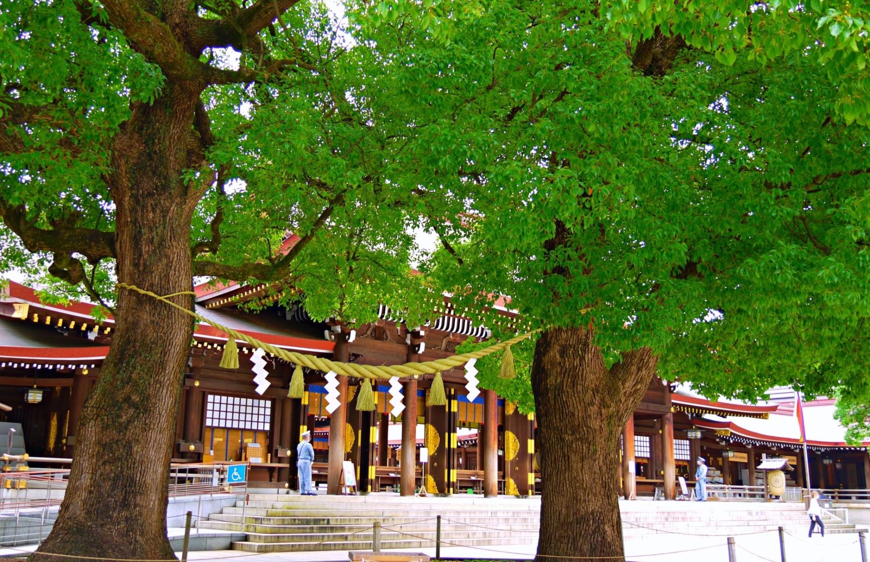 Meiji Jingu Shrine main hall with meoto kutsu camphor trees in front of the main hall