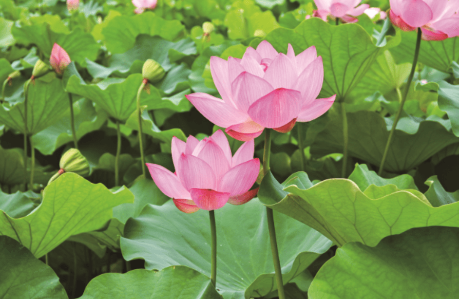 Morning Lotus Viewing