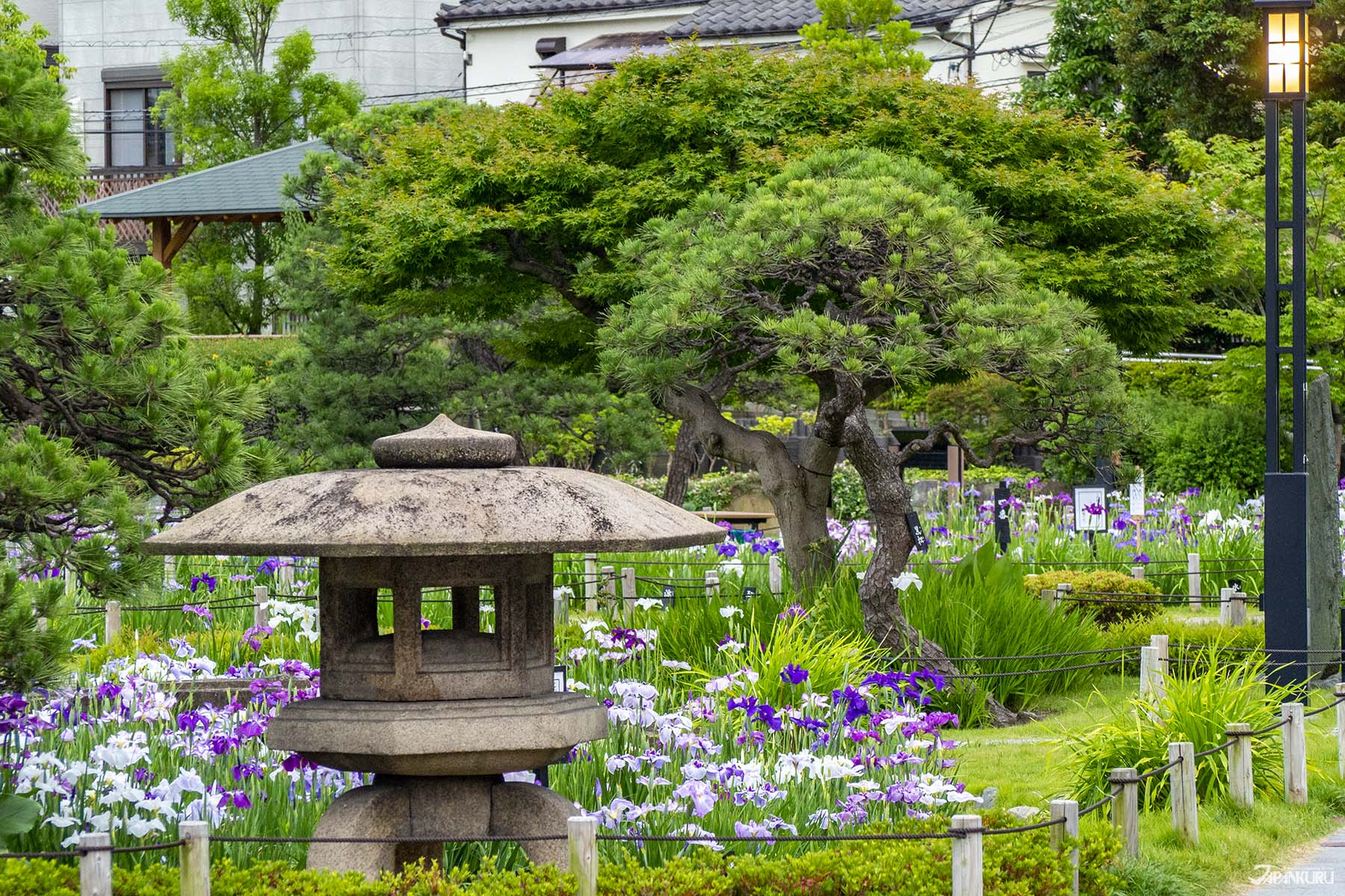 Katsushika Iris Festival