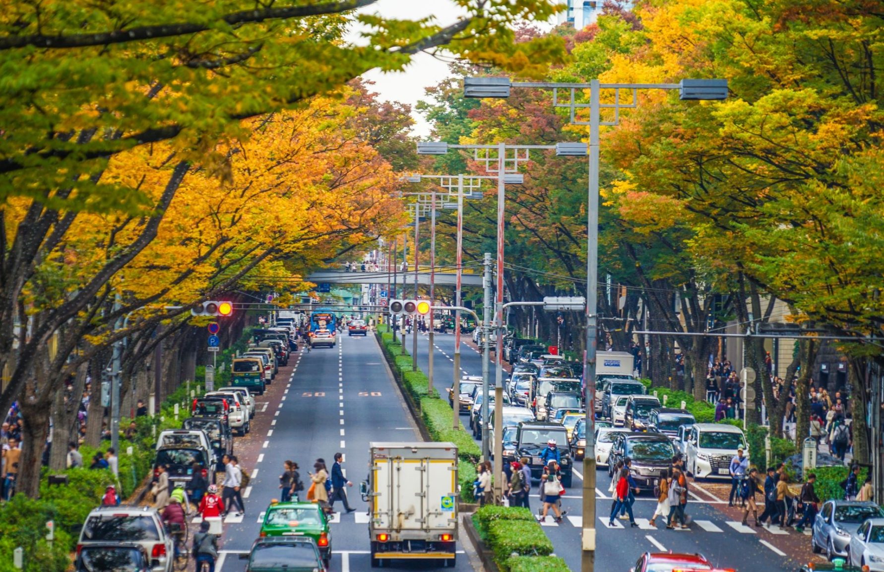 Omotesando Avenue in Autumn