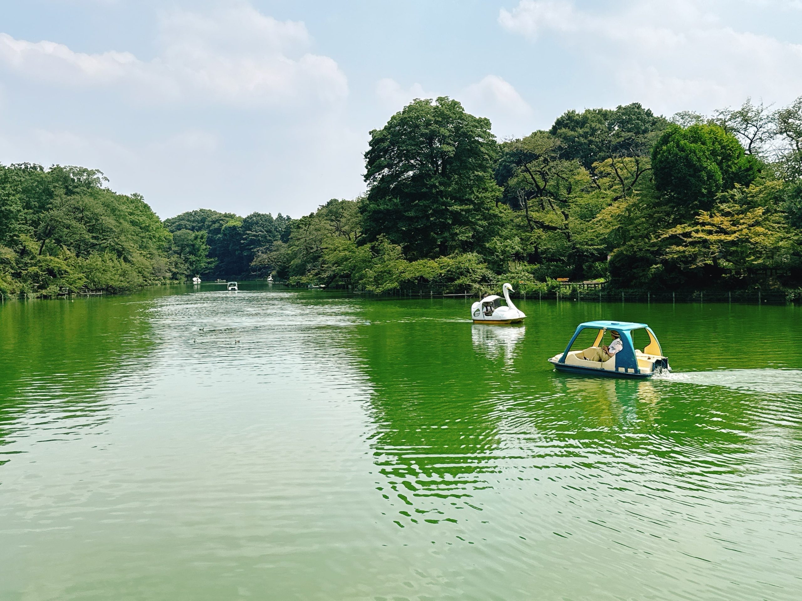 Inokashira Park swan boat