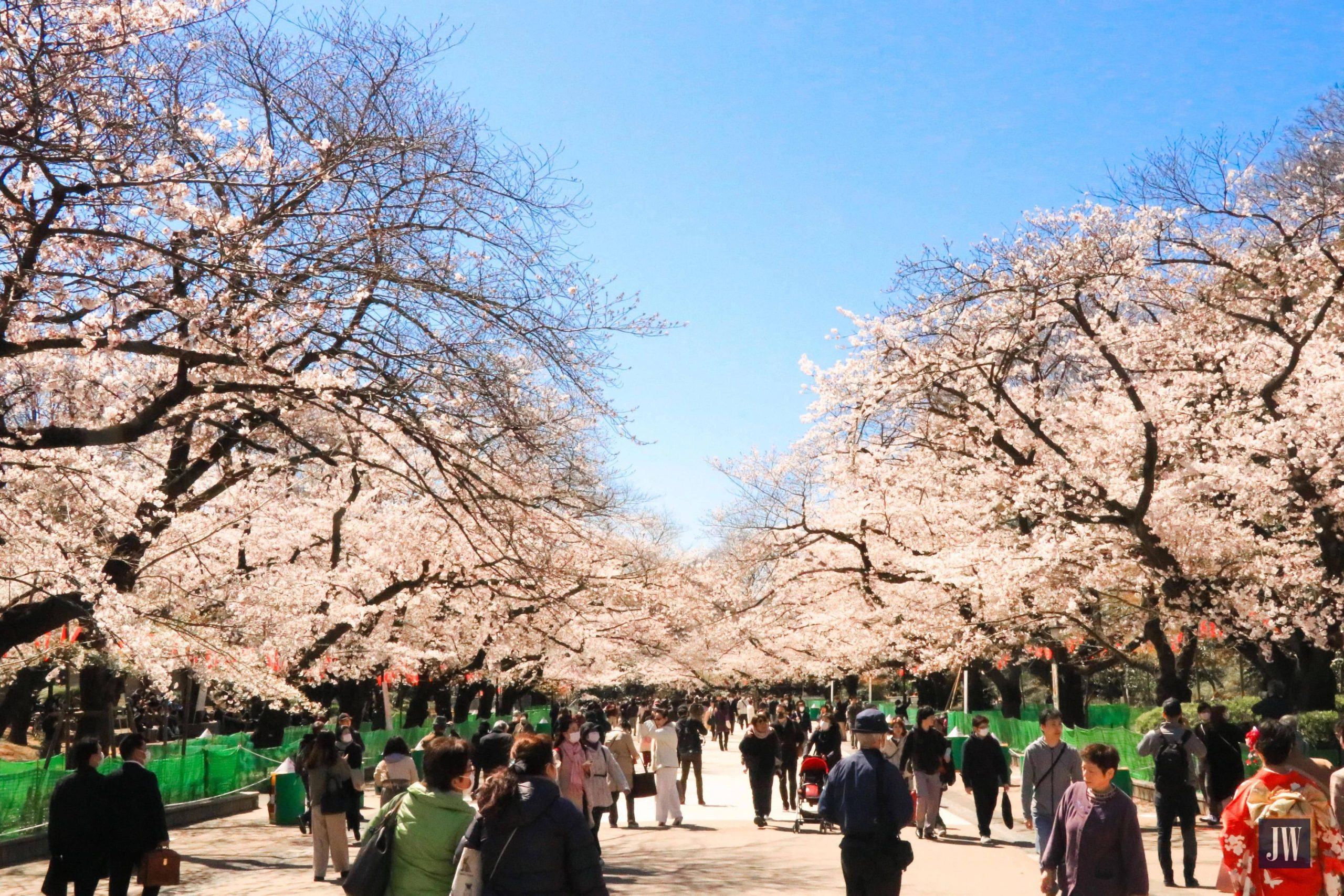 ueno park cherry blossoms