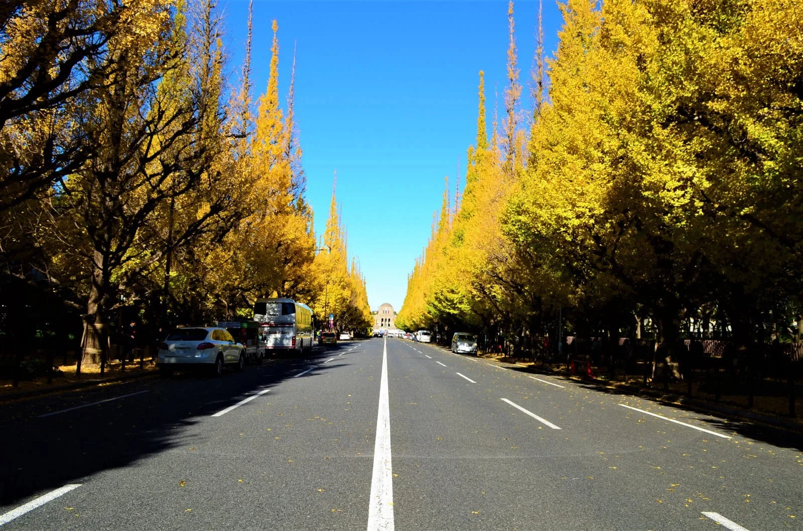 ginkgo trees in tokyo