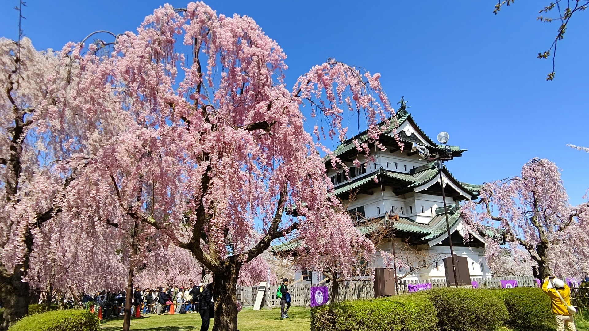 Hirosaki Castle Cherry Blossoms