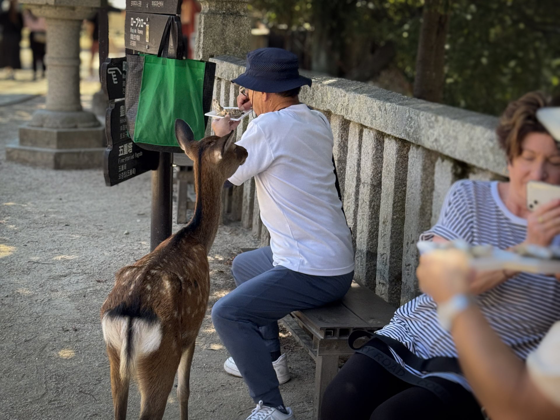 Miyajima Deers