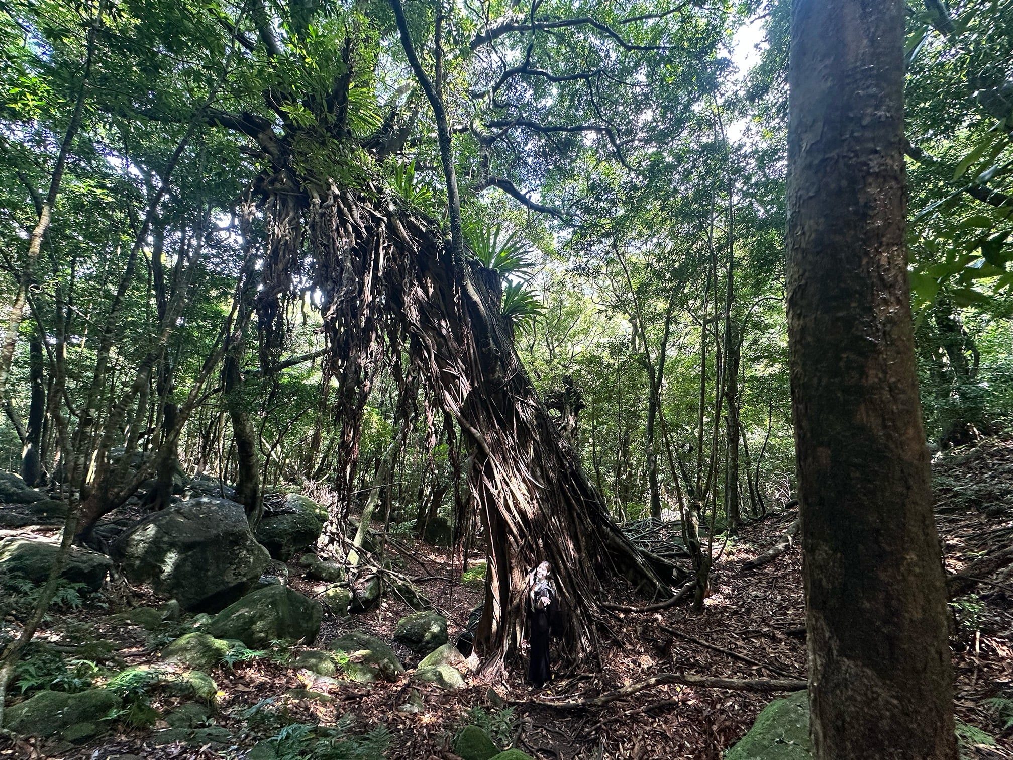 Yakushima Premium Tour