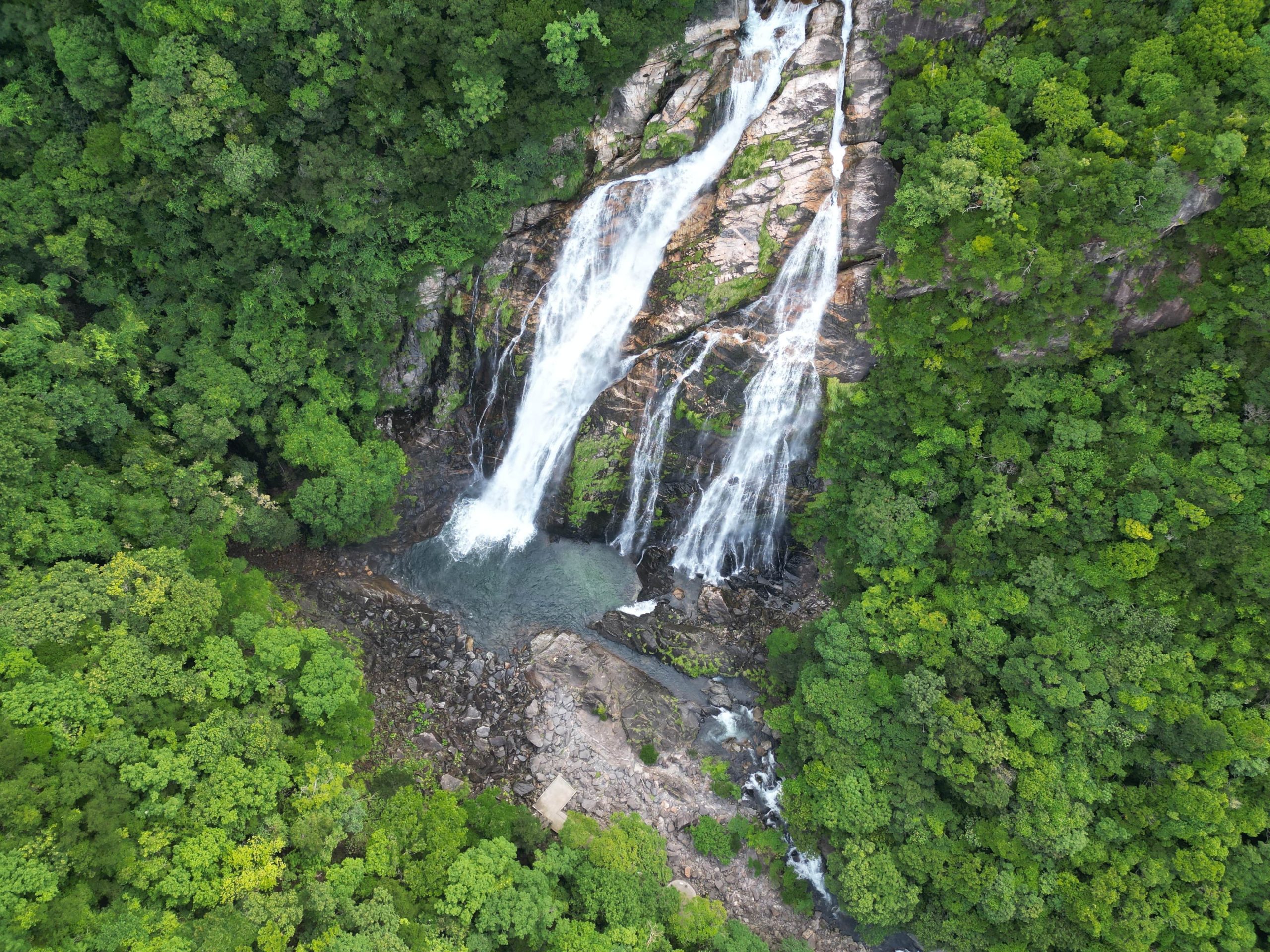 Yakushima Premium Tour
