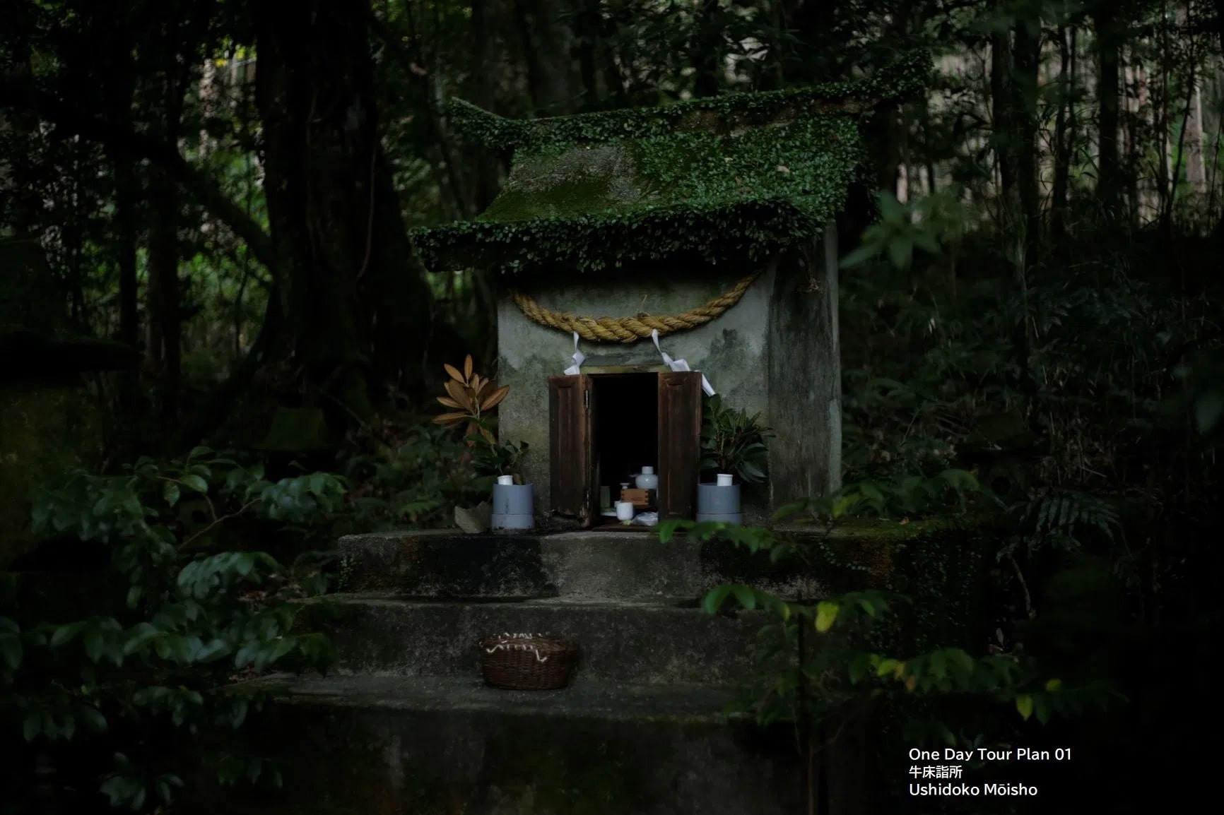 Yakushima Premium Tour