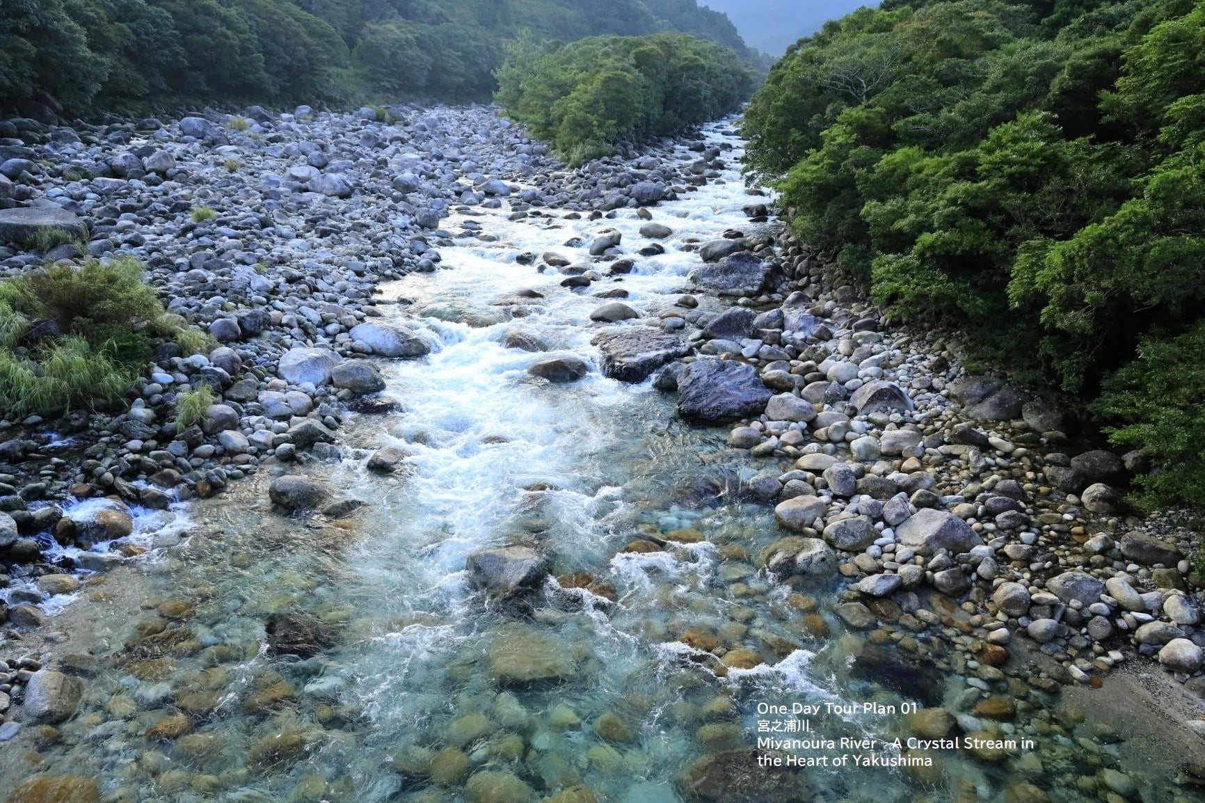 Yakushima Premium Tour