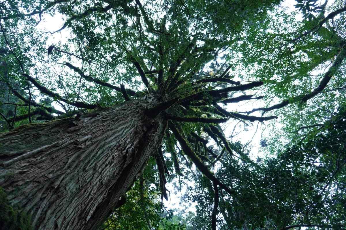 Yakushima Premium Tour