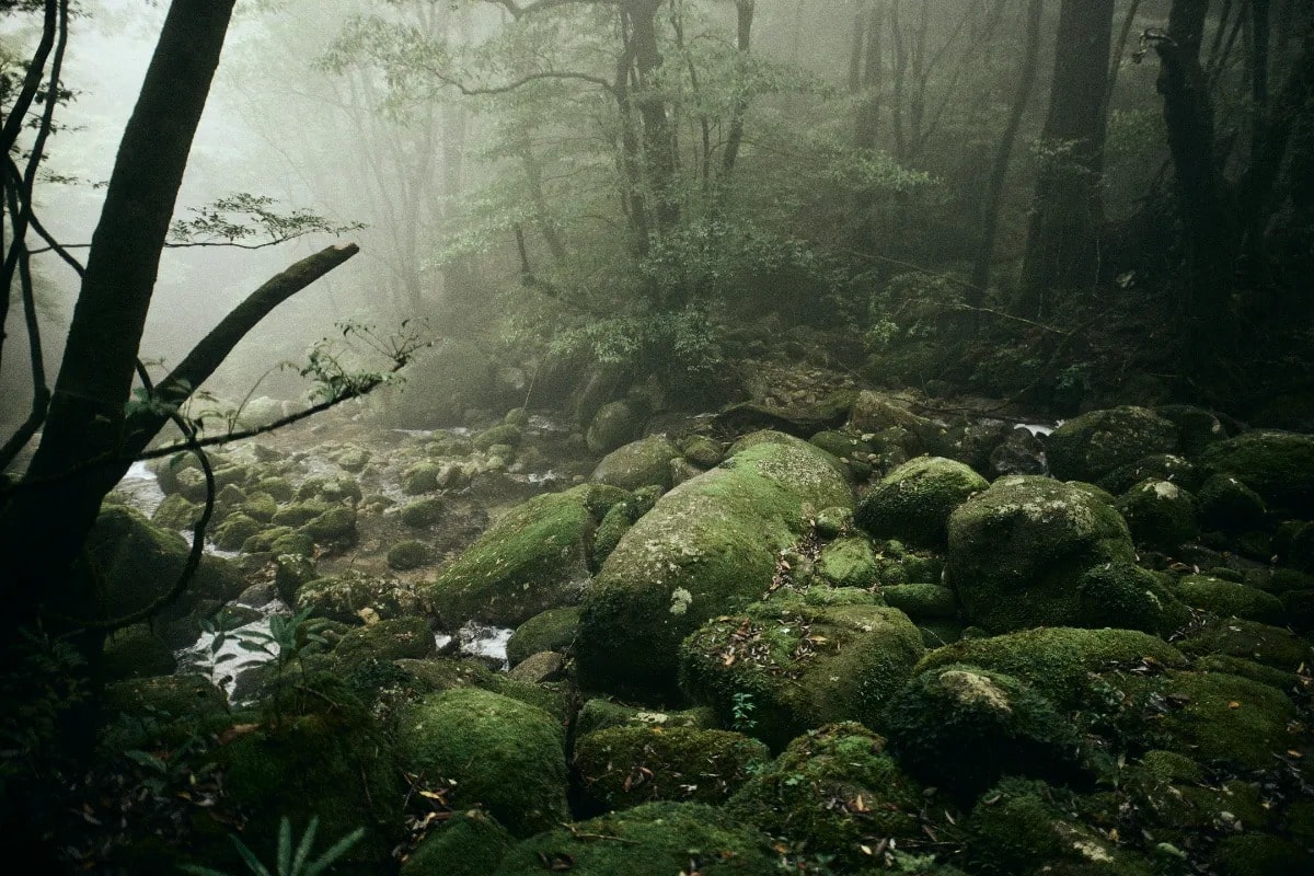 Yakushima Premium Tour