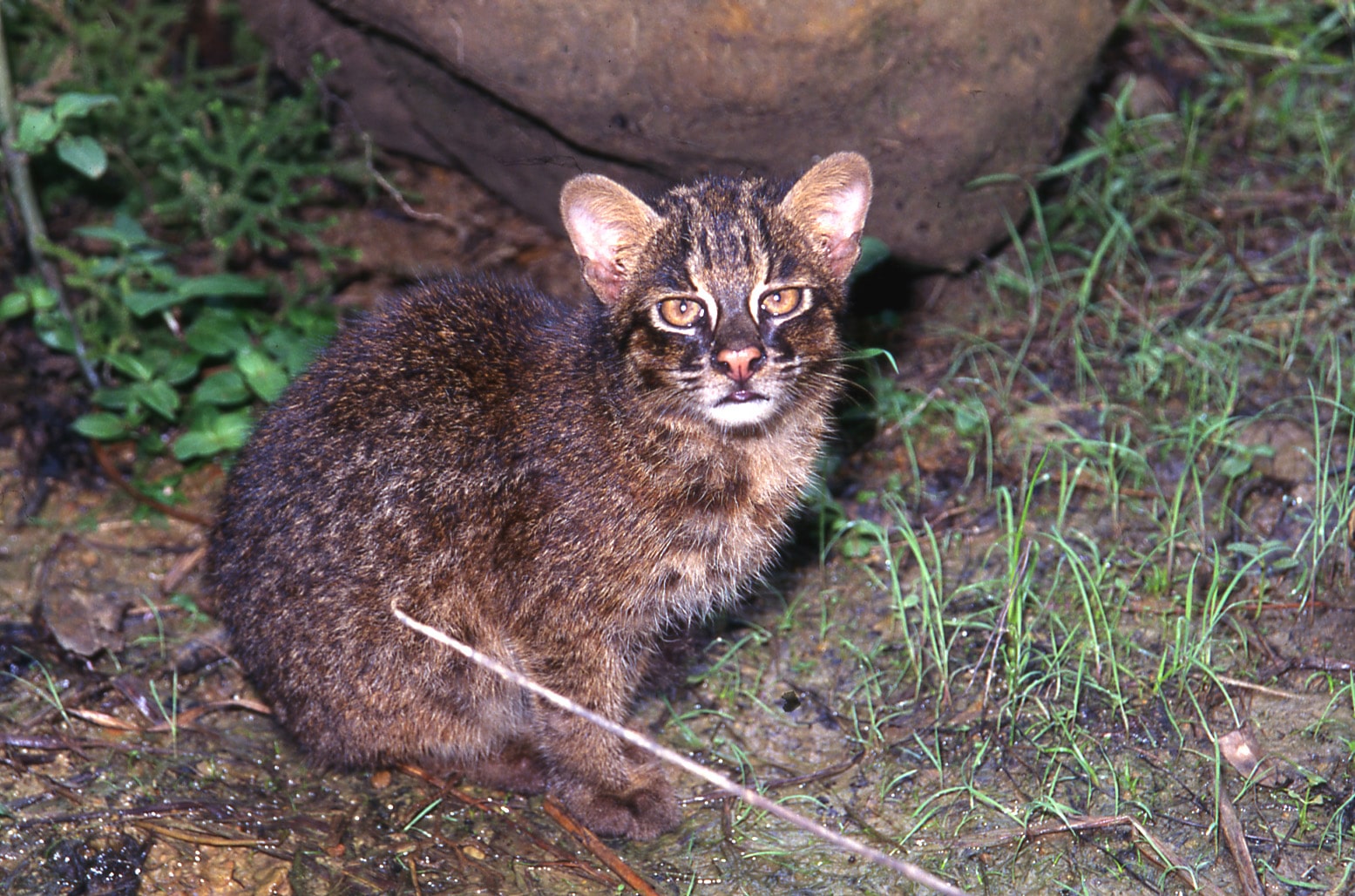 Iriomote Yamaneko