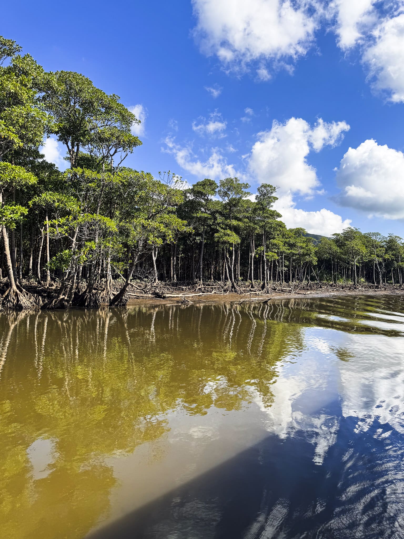 Mangrove in Nakama River in Iriomote