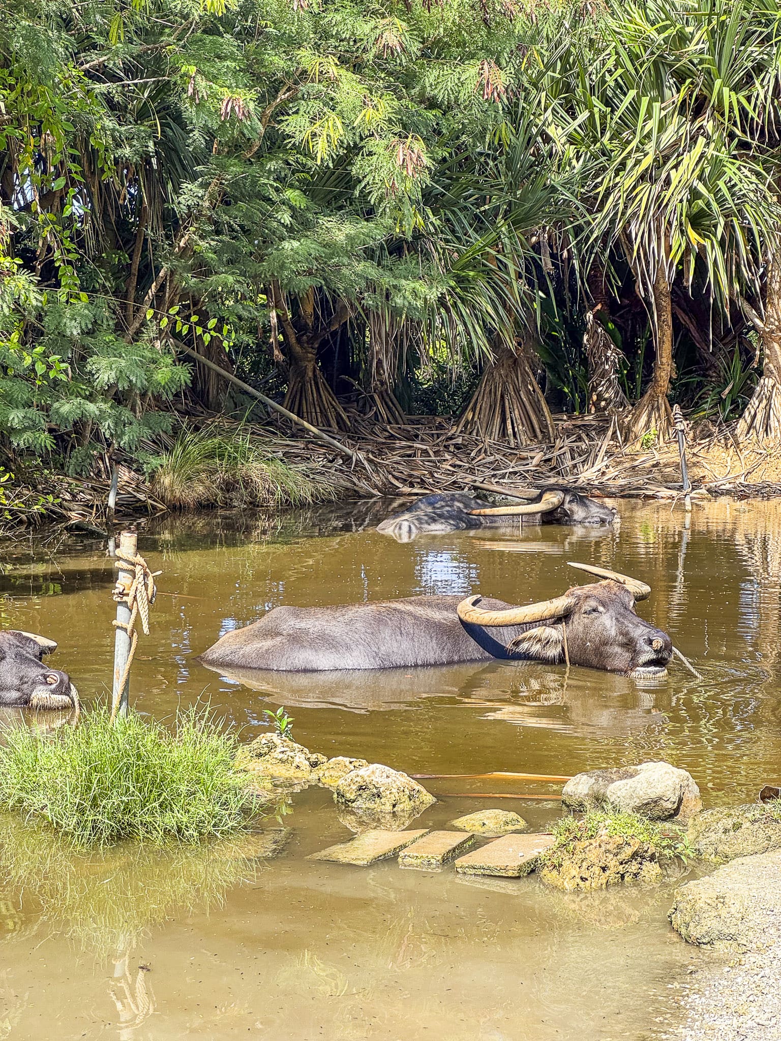 Water Buffalo Pond