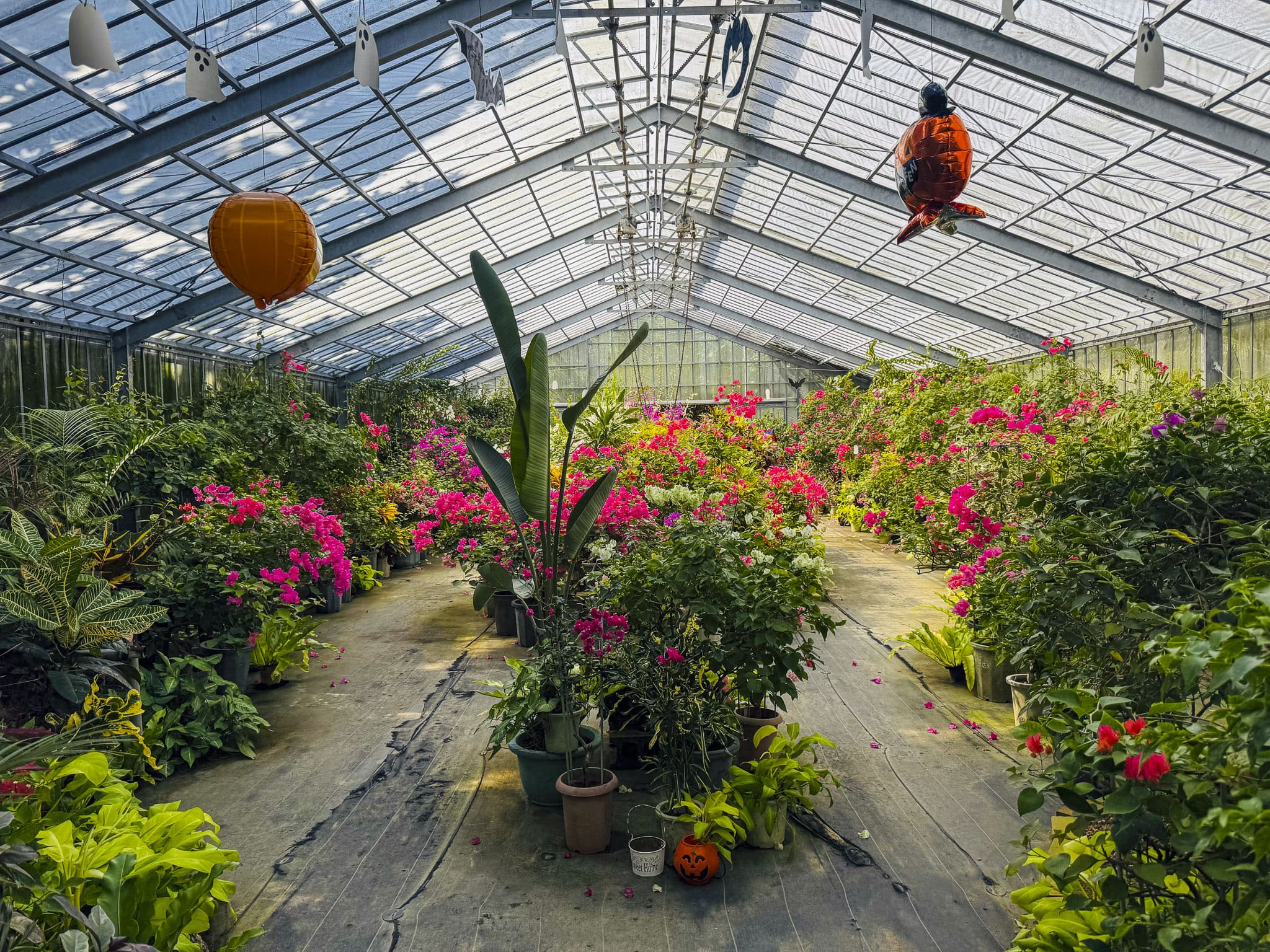 Bougainvillea Garden in Yubu Island
