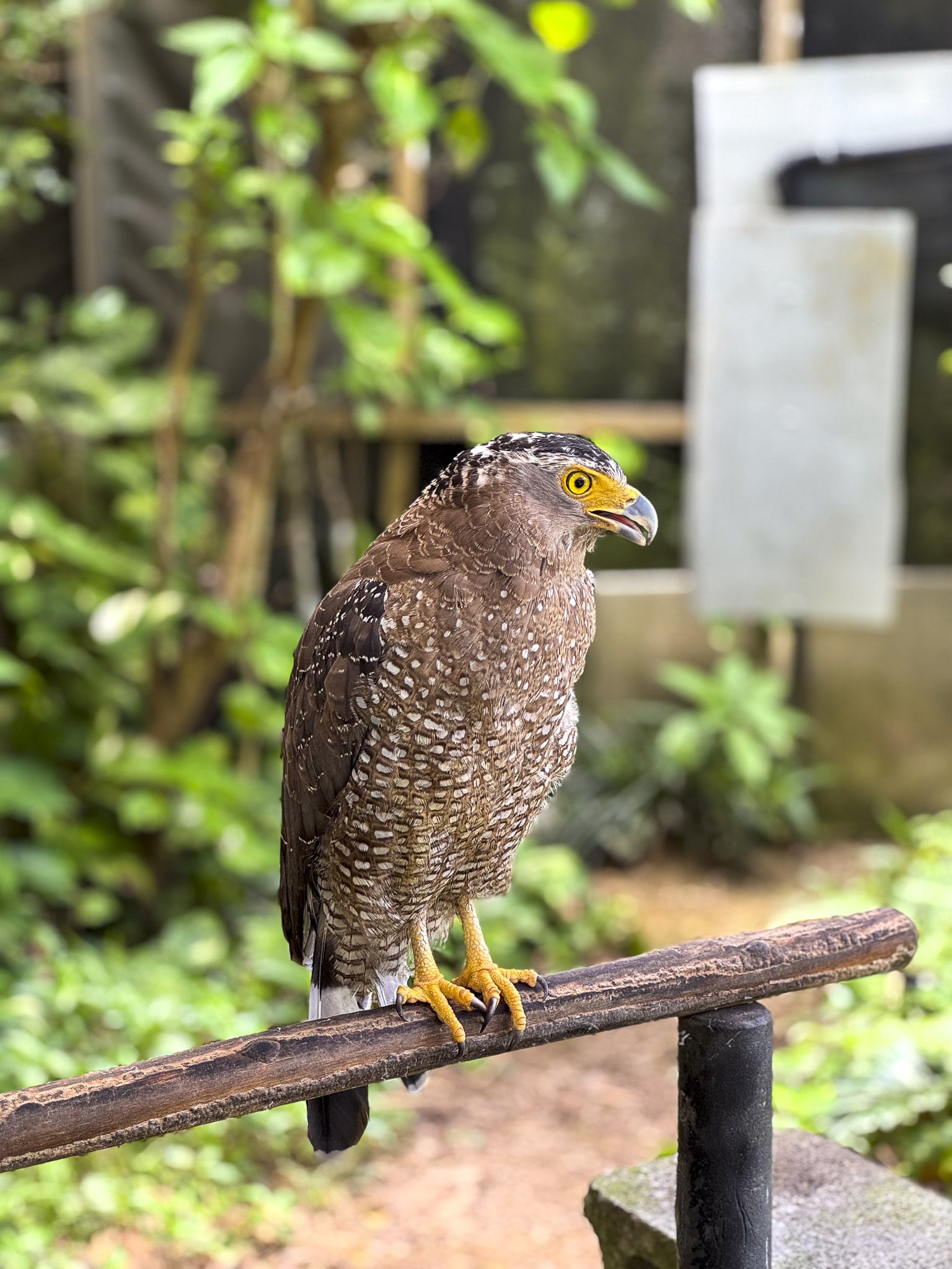 Crested Serpent Eagle