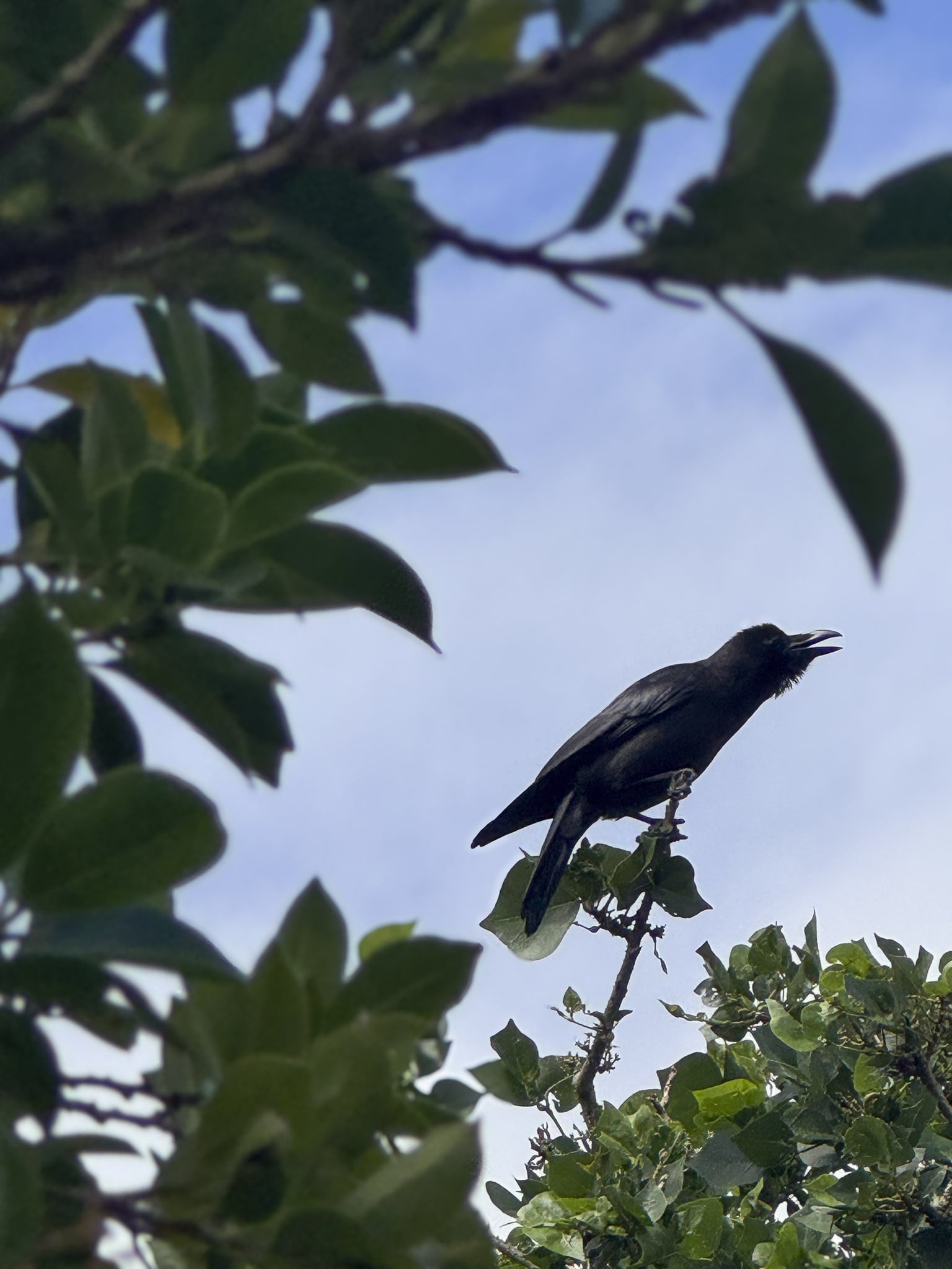 Ishigaki Crow