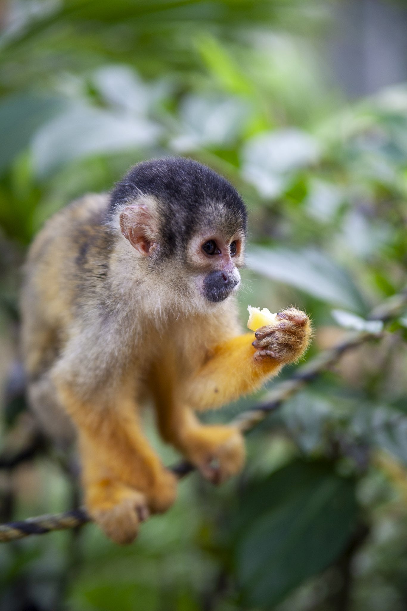 Ishigaki Yaima Village Squirrel monkey