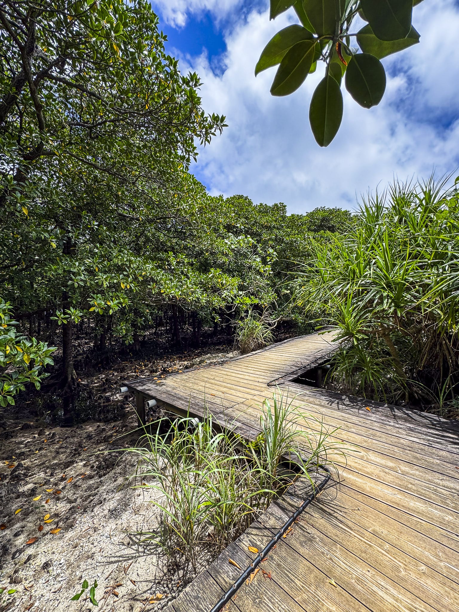 Yaima Village Mangroves