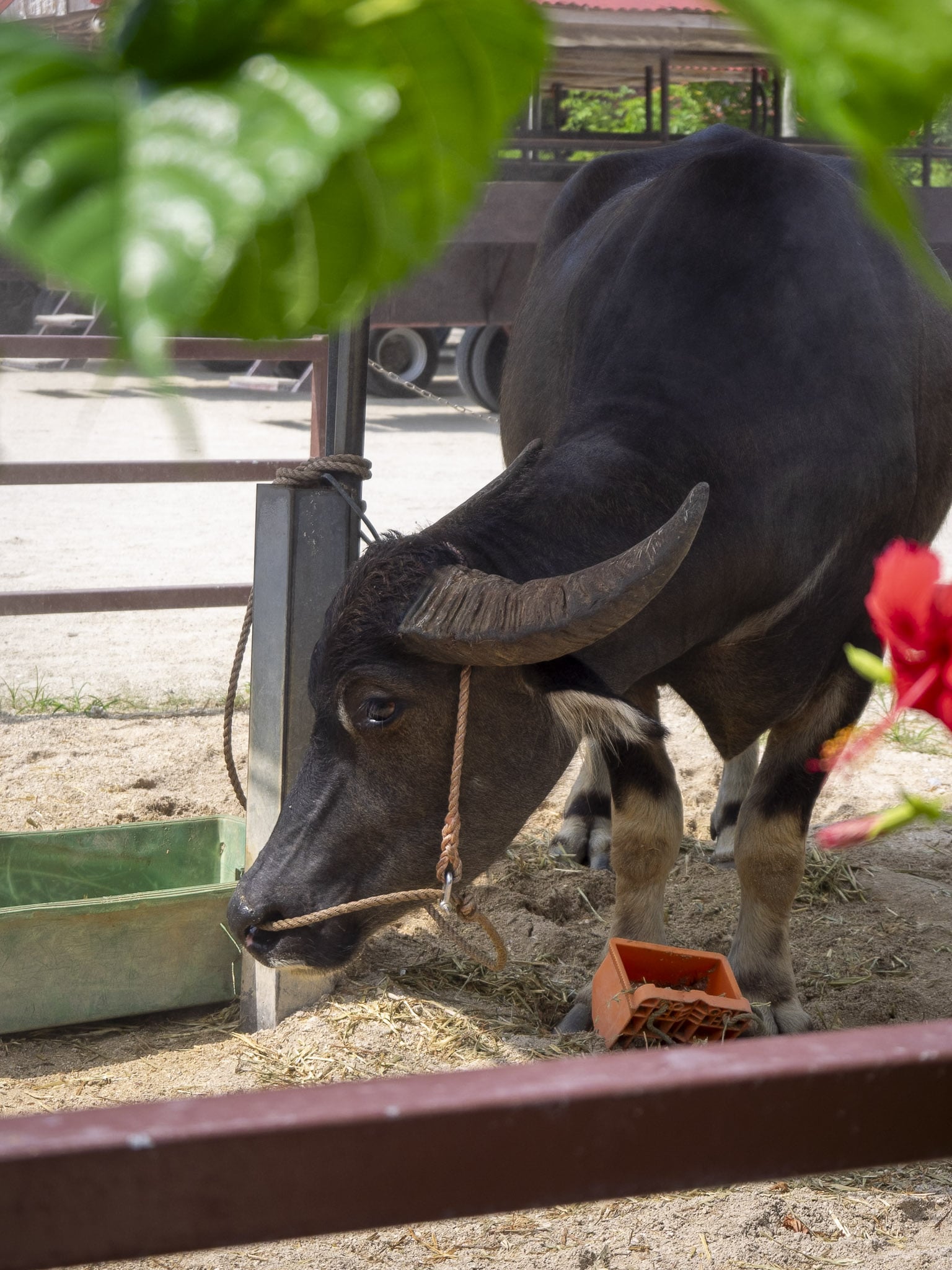 Water buffalo in Taketomi
