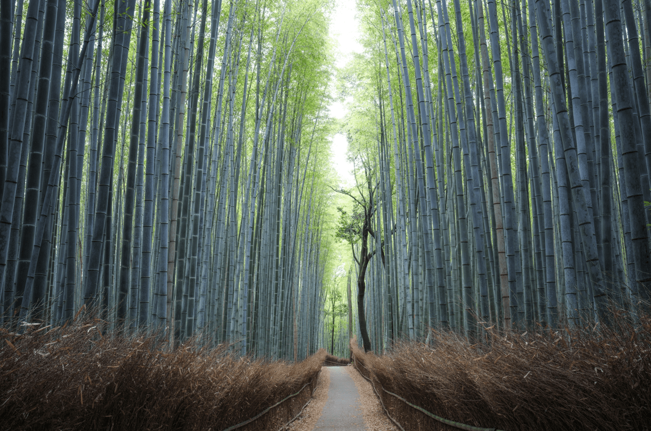 Arashiyama bamboo grove