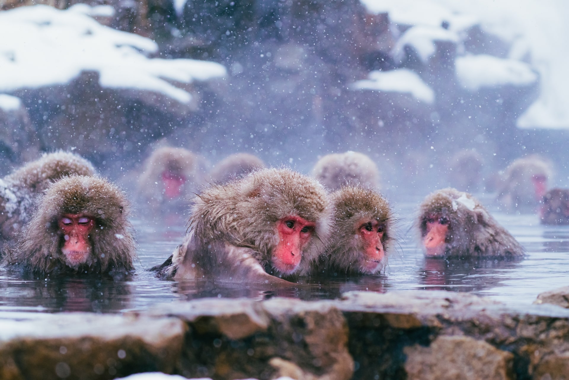 Jigokudani Monkey Park (Snow Monkeys)
