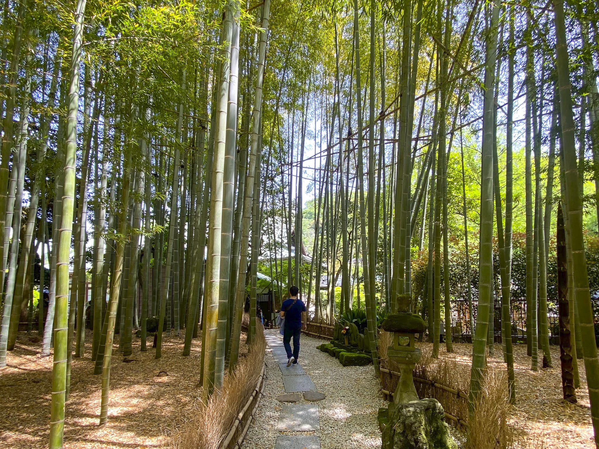 Houkokuji Bamboo Grove