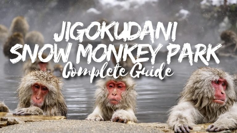 Guide to Jigokudani Snow Monkey Park