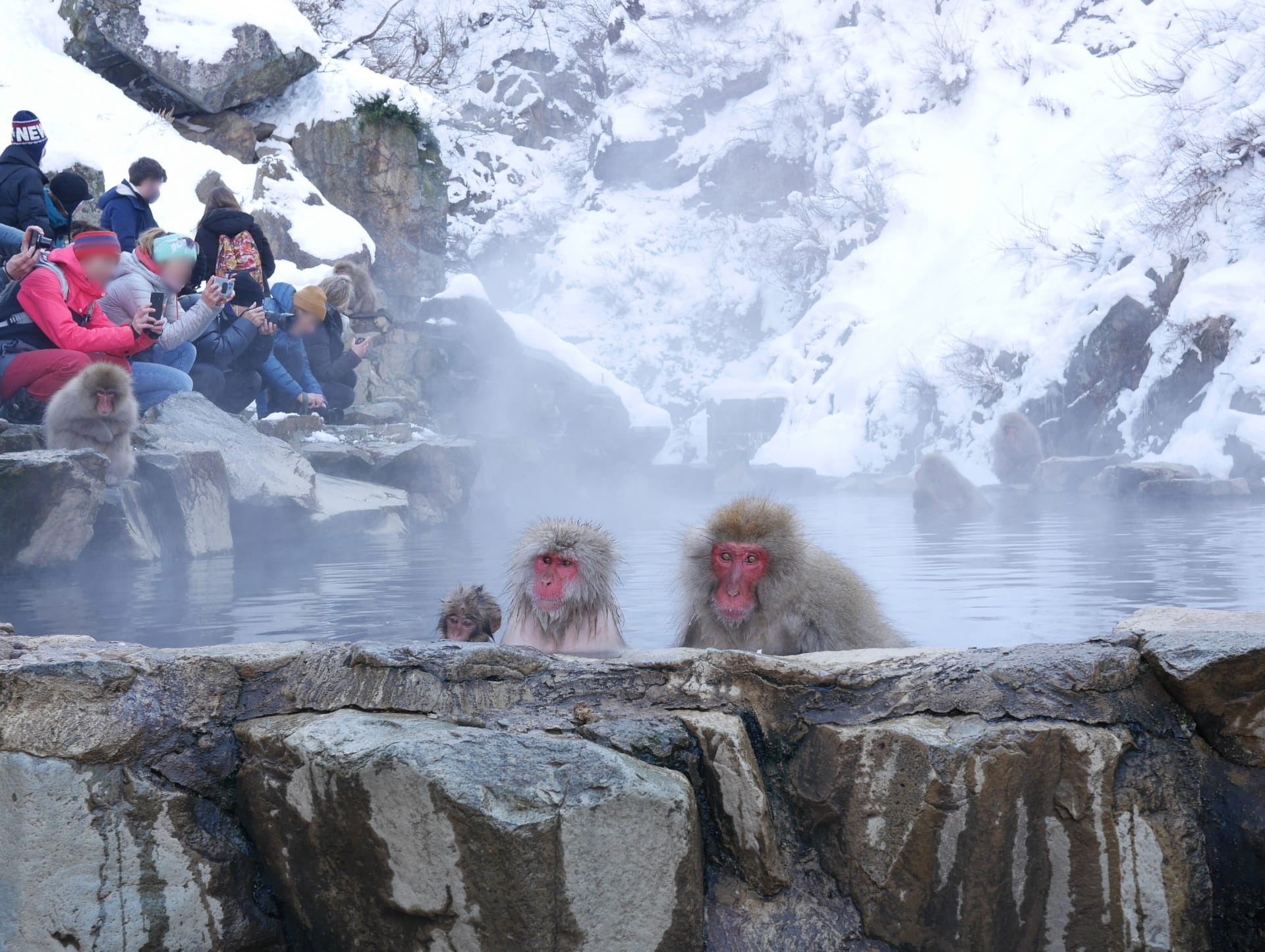 Snow monkeys and visitors