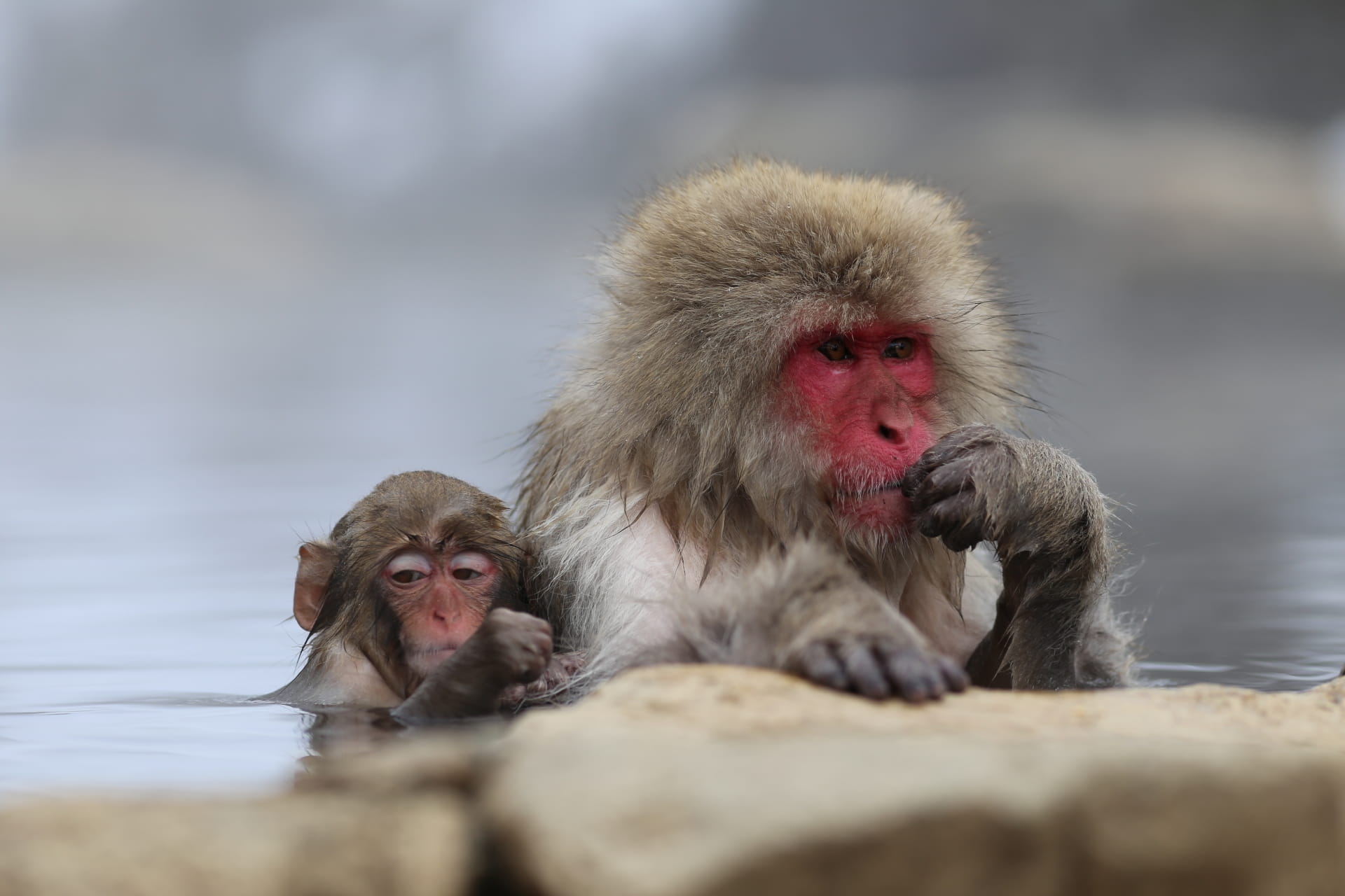 Snow Monkey mother and child