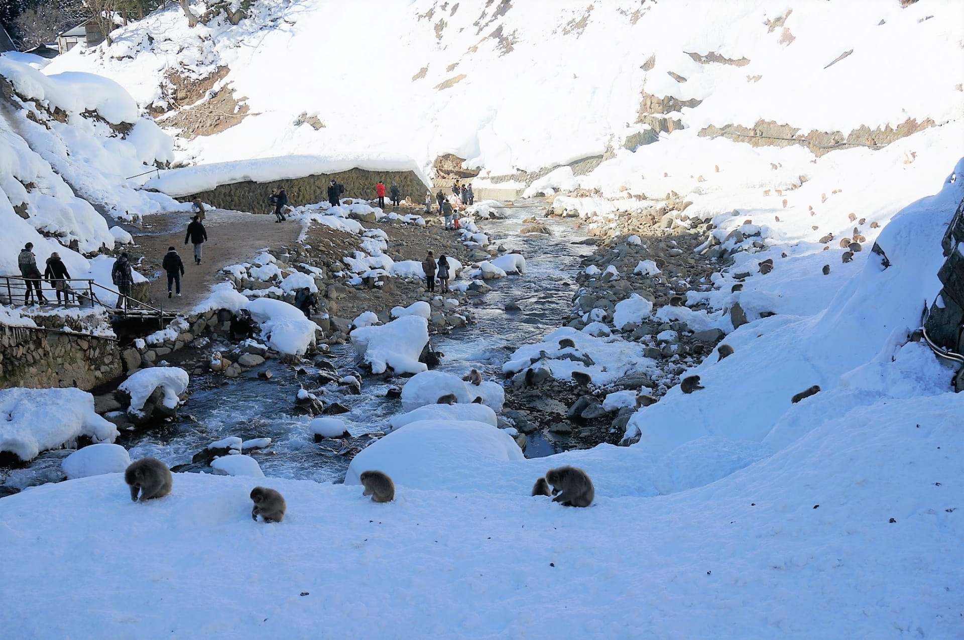 Jigokudani Monkey Park in winter