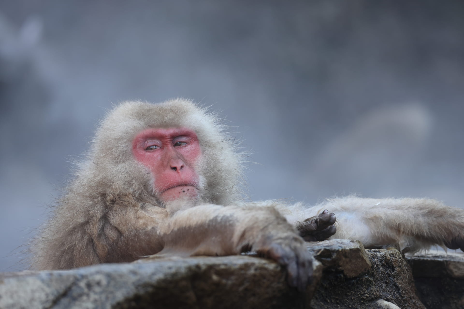 Japanese macaque bathing at Jigokudani Monkey Park