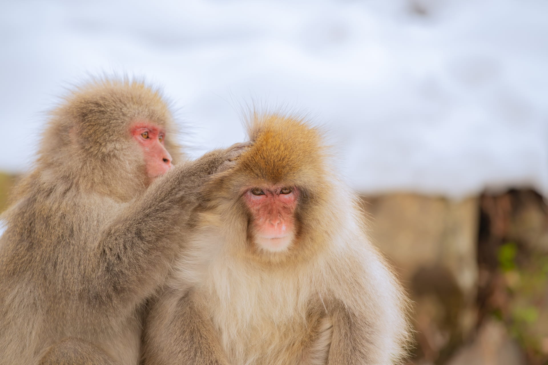 Snow monkeys grooming each other