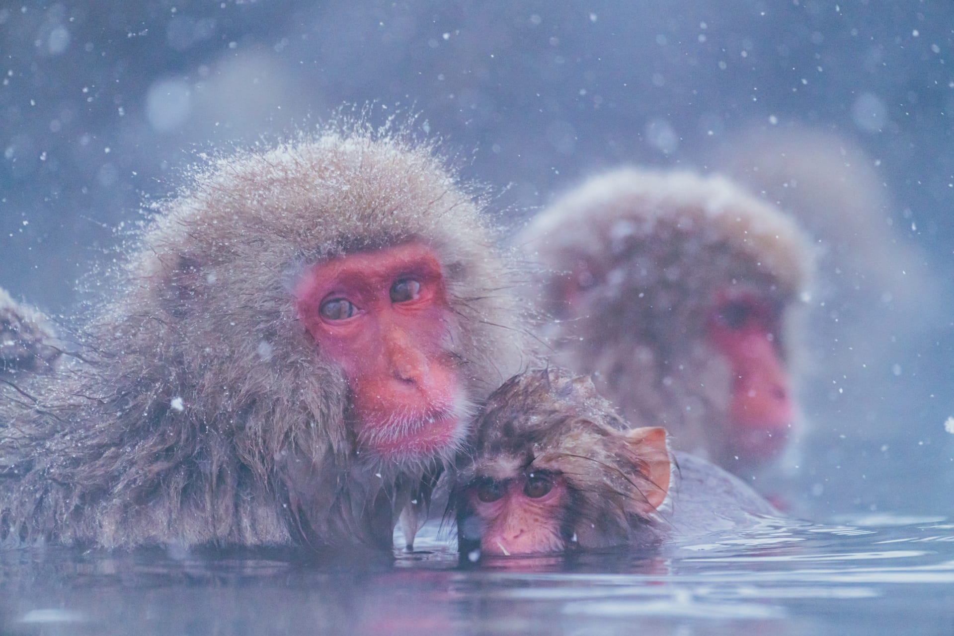 Snow monokeys bathing while snowing