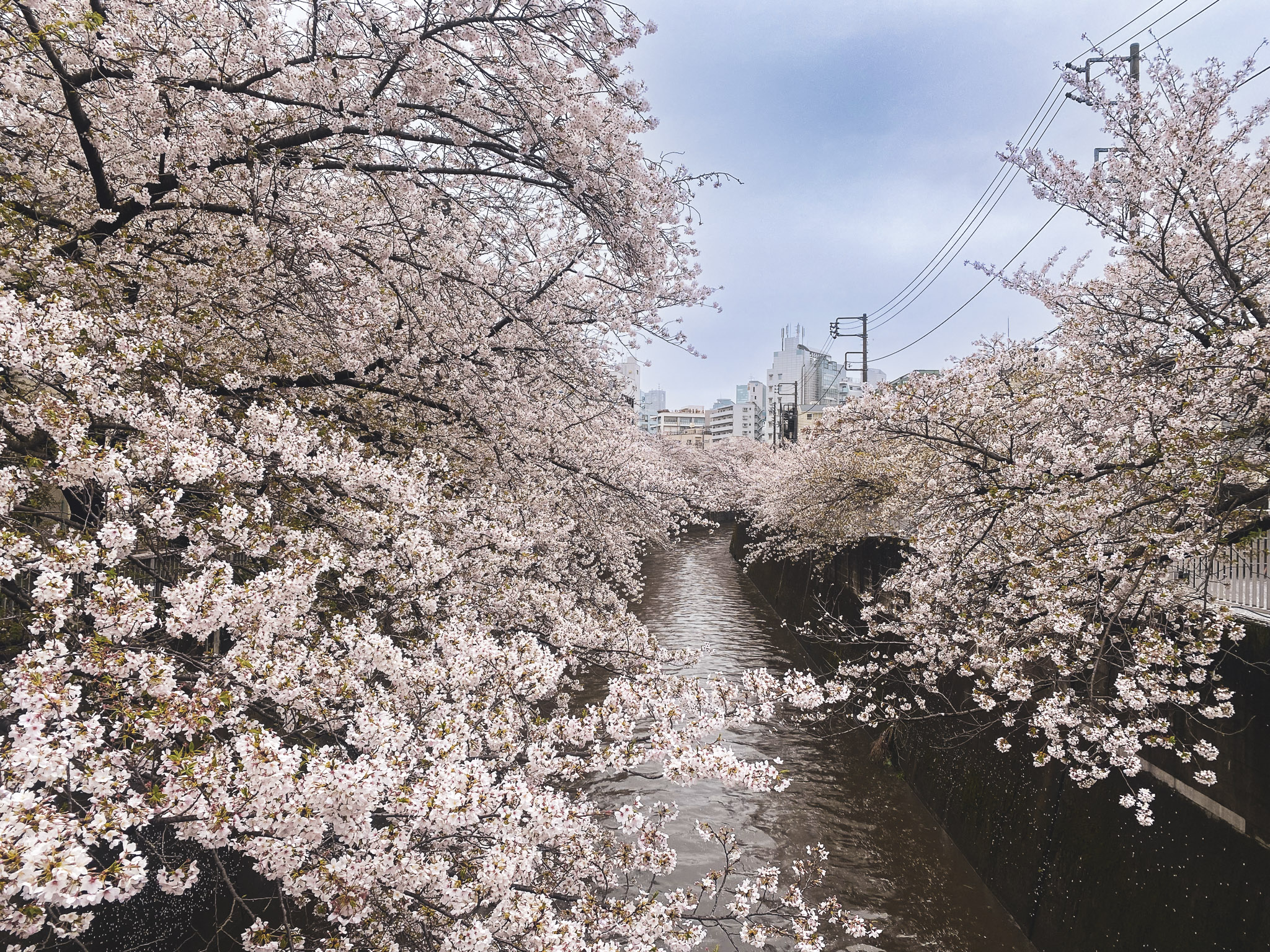 Kanda River cherry blossoms around Kitashinjuku area