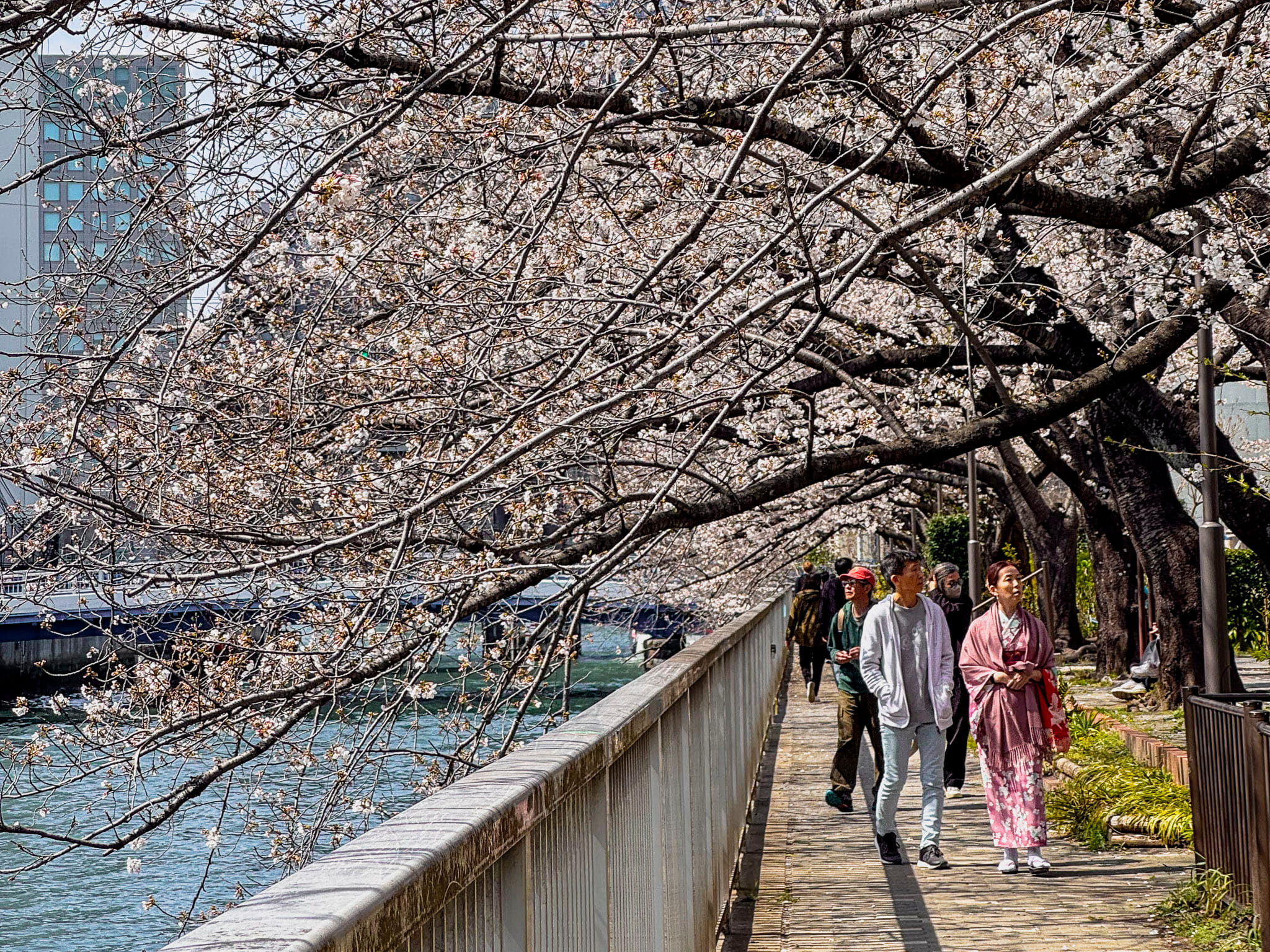 Cherry blossom promenade next to Oyoko River at Monzen Nakacho