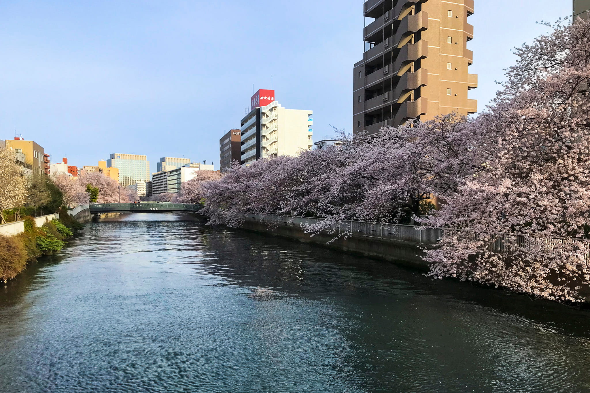 Cherry blossom promenade next to Oyoko River at Monzen Nakacho