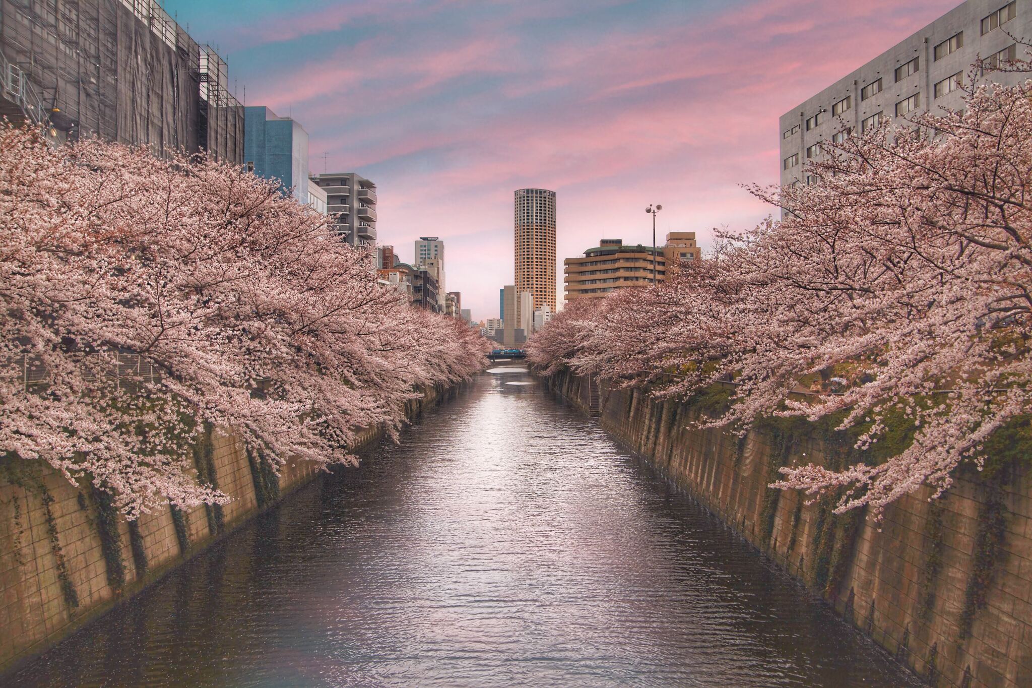 Cherry Blossom Promenade Meguro river at Naka Meguro