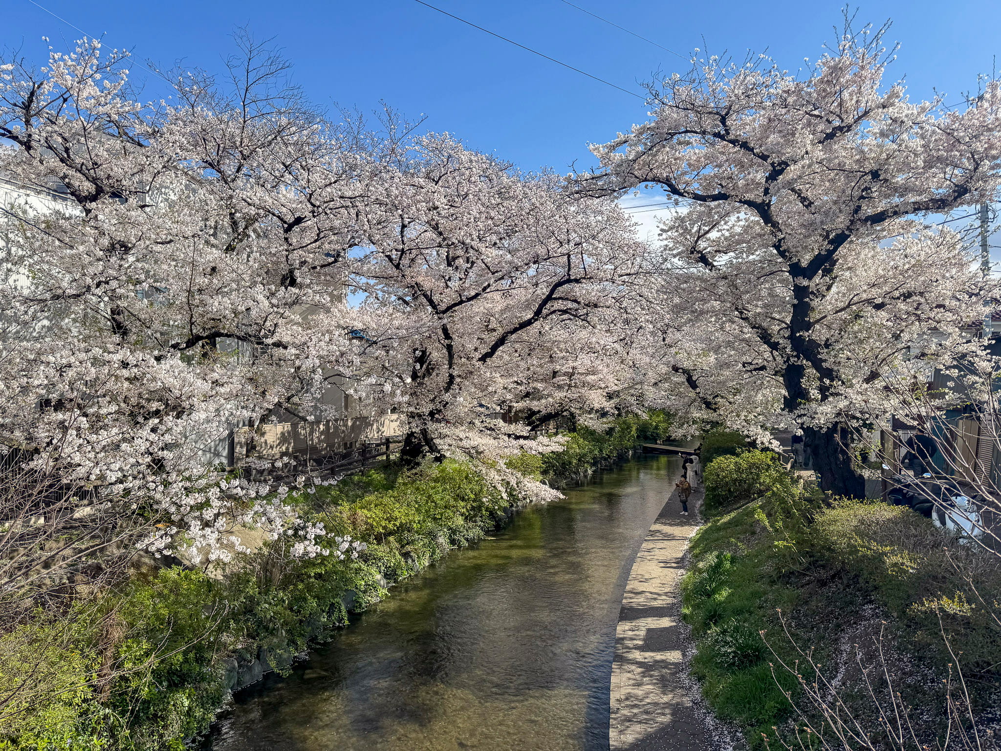 Cherry blossoms along Nikaryo Canal