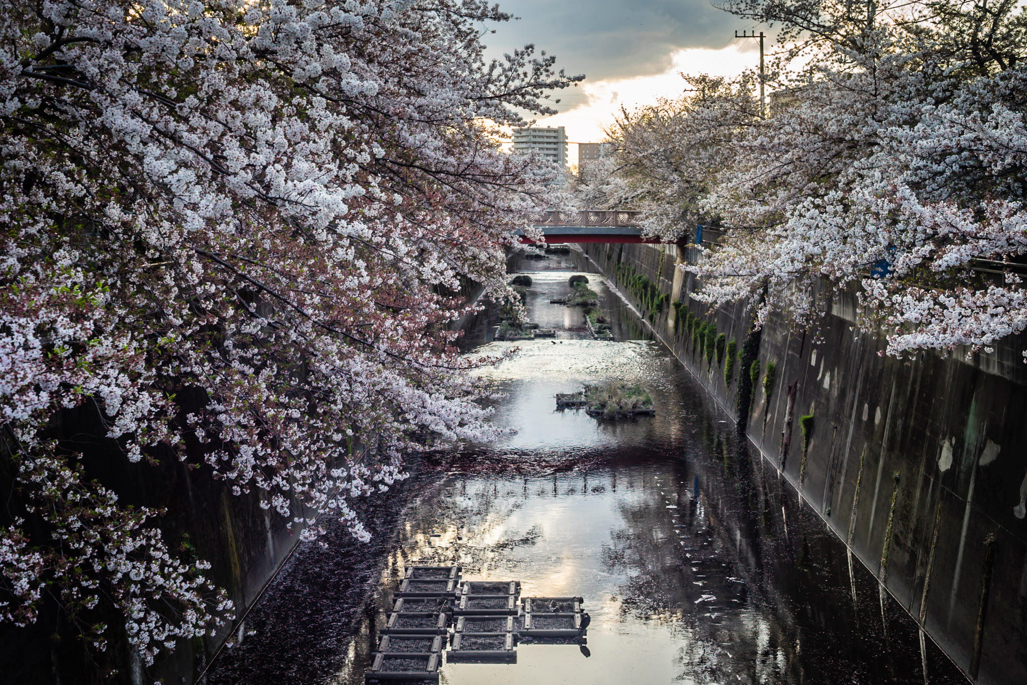 Cherry blossoms in Shakuji River in Naka Itabashi