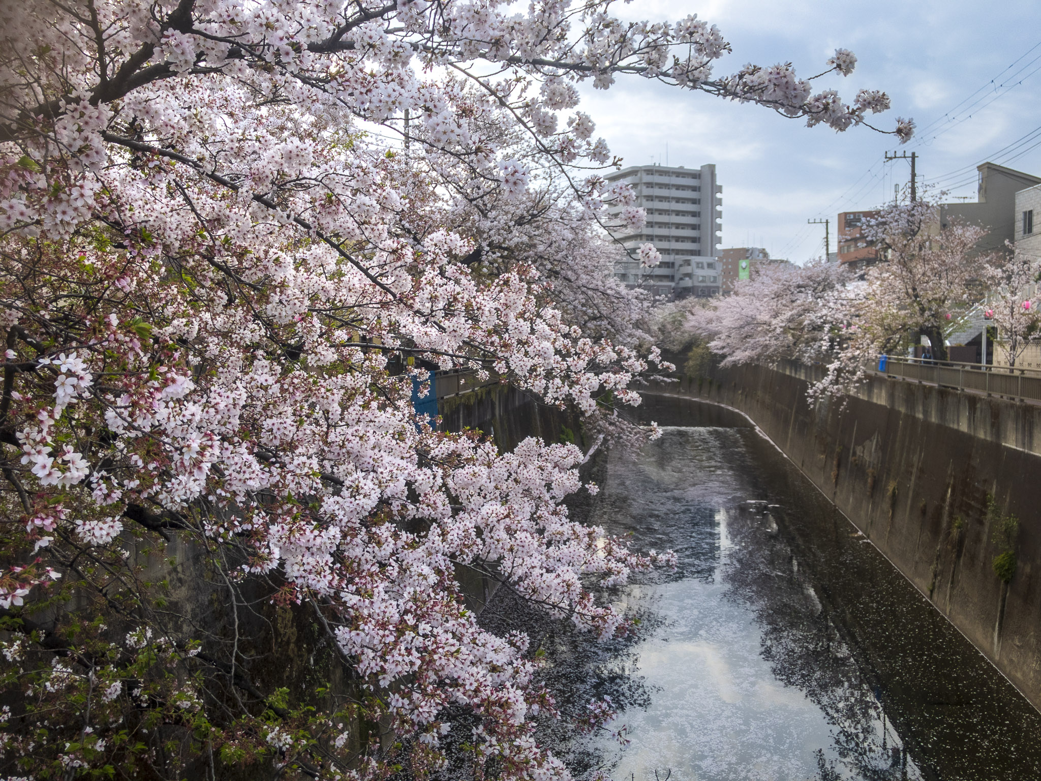 Cherry blossoms in Shakuji River in Naka Itabashi