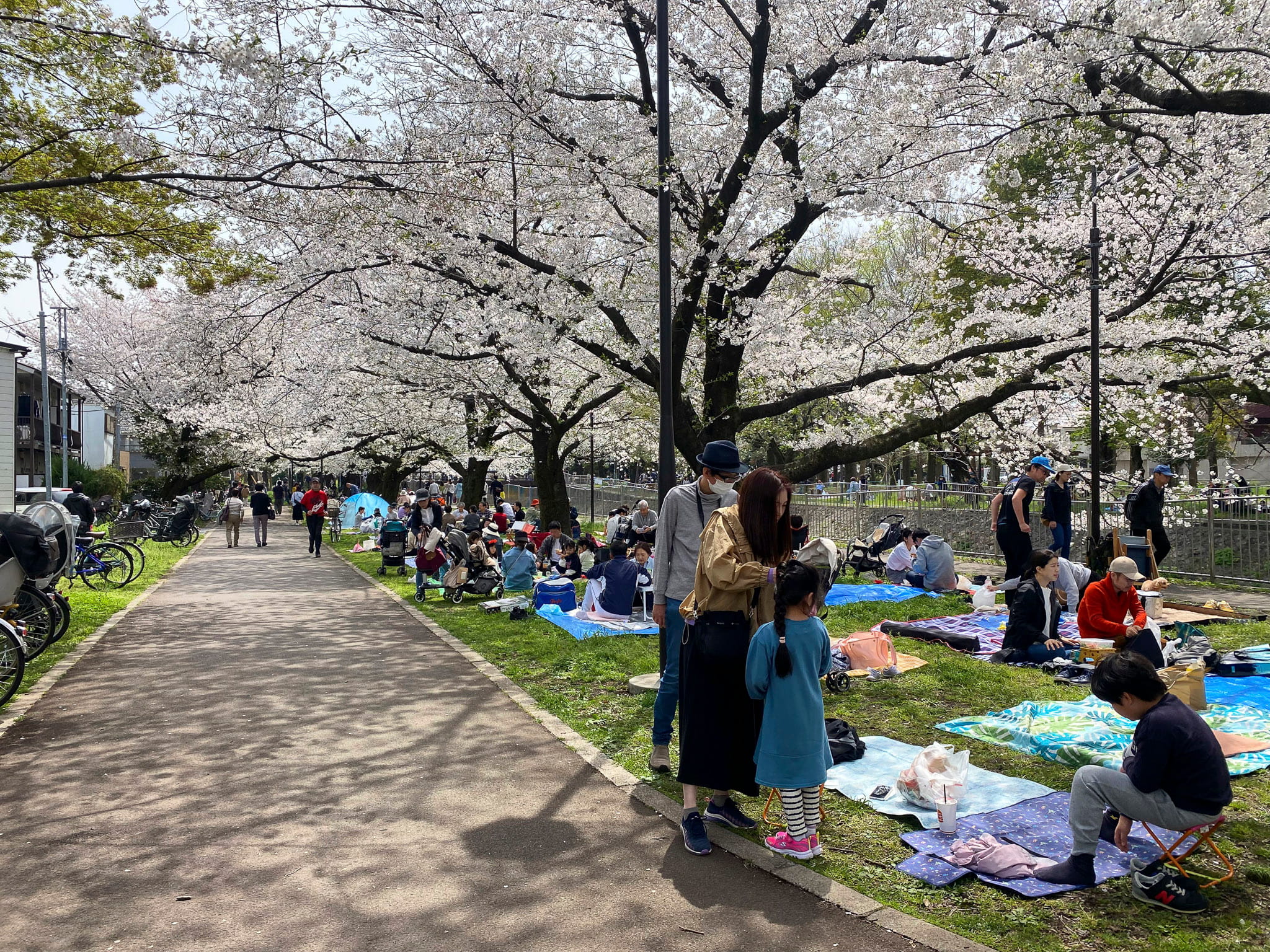 Hanami groups enjoying cherry blossoms lining Zenpukiji River