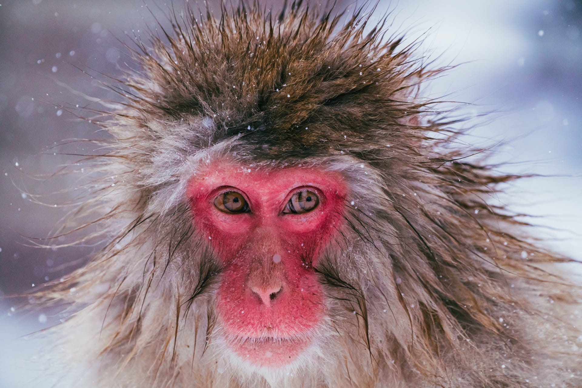 Japanese Macaque