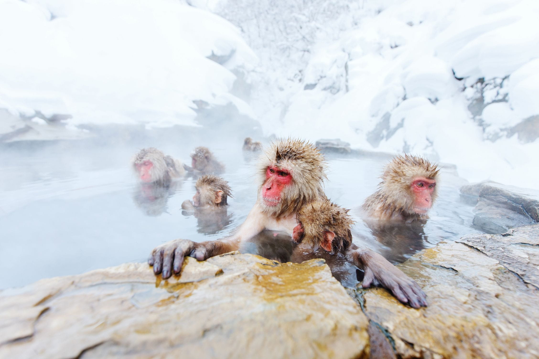 Japanese macaques at Jigokudani Monkey Park
