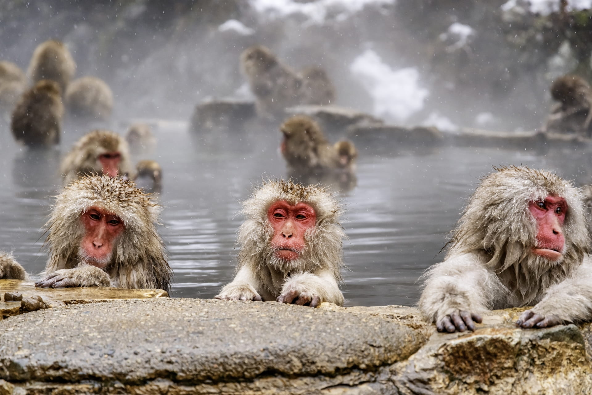 Japanese macaques or snow monkeys bathing in hot springs at Jigokudani