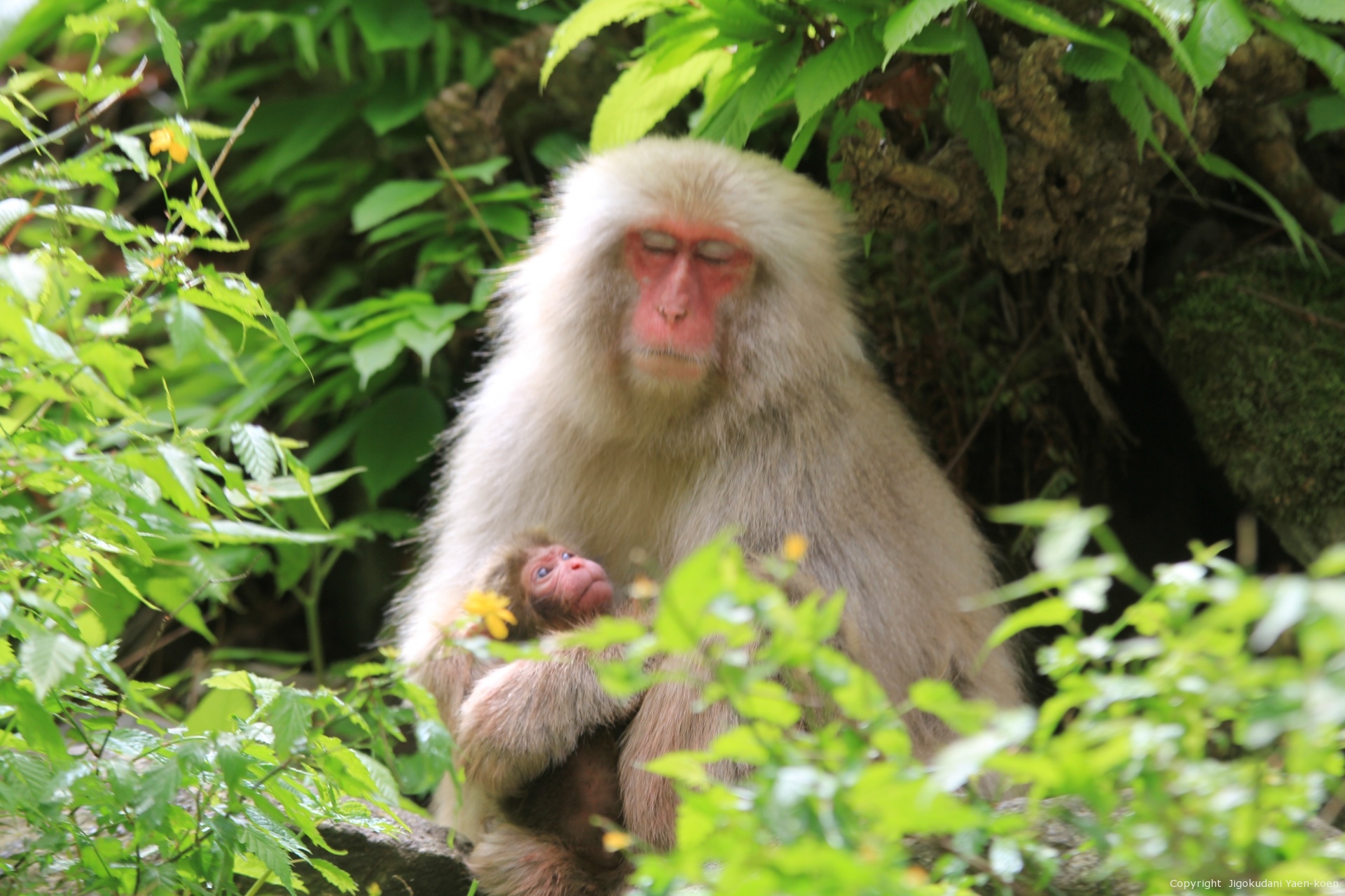 Japanese macaque mother and newborn baby