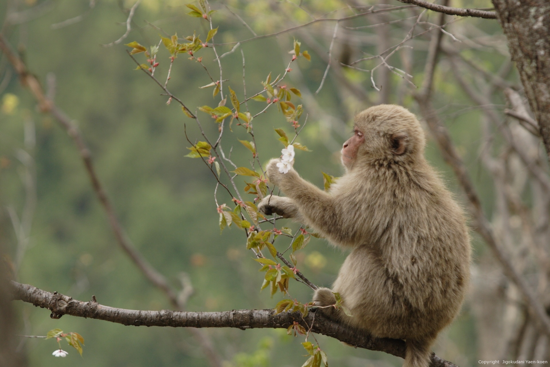 Japanese macaque in the forest