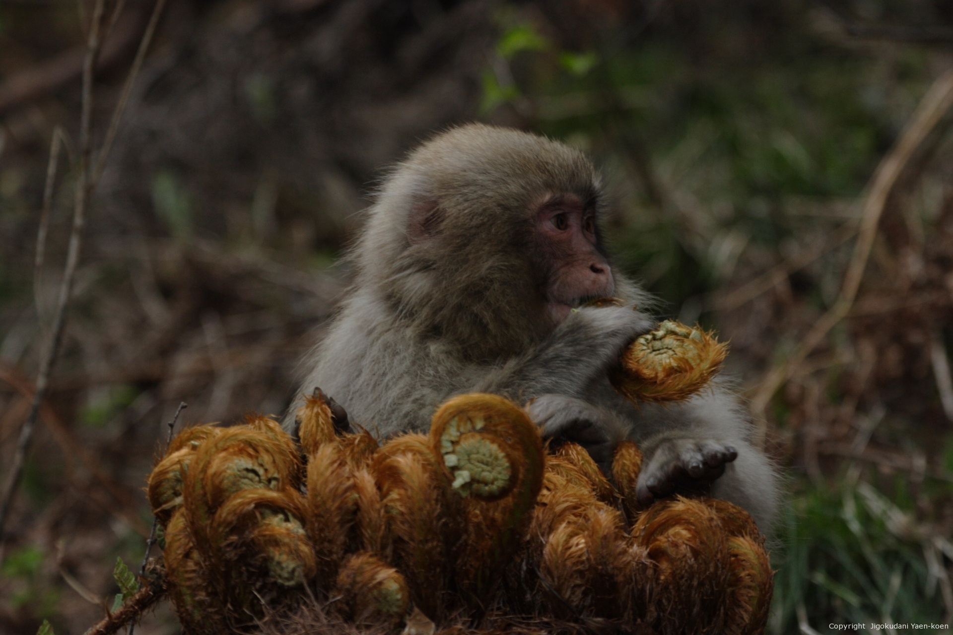 Japanese macaque foraging for food